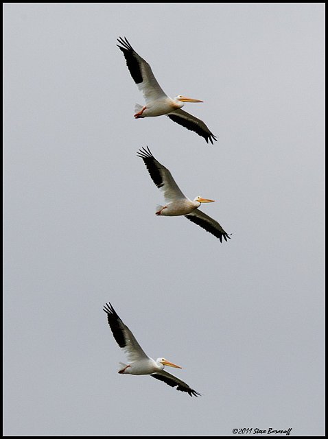 _1SB5218 American White Pelicans.jpg